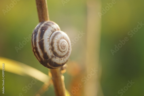 snail shell on a branch in a summer garden, macro photo