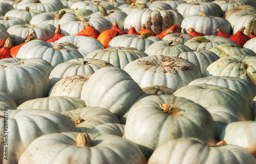 White pumpkins pile at the market. Harvest time concept