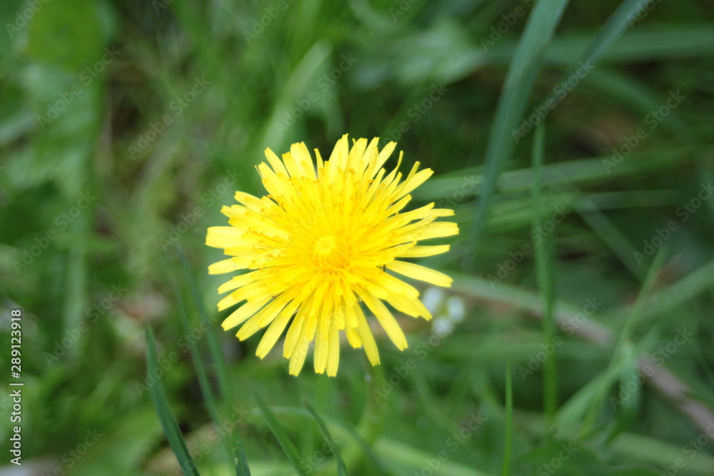 dandelion in grass dandelion in grass