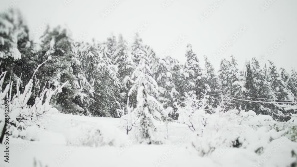 Heavy snowfall blizzard in wood in winter. Snow. Weather. Heavy snowfall blizzard in wood in winter. Snow. Weather.