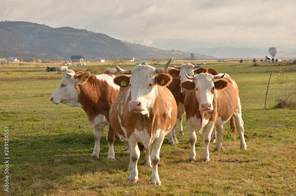 Brown Cows on a field in Romania Brown Cows on a field in Romania