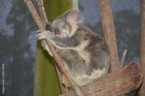 Photography Sleeping koala on an eucalyptus tree