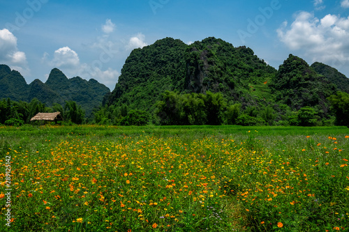 Phia Thap, a small rural village and valley in Quang Uyen district, Cao Bang province, North Vietnam. Typical Vietnamese landscape with rice fields and karst mountains.  photo