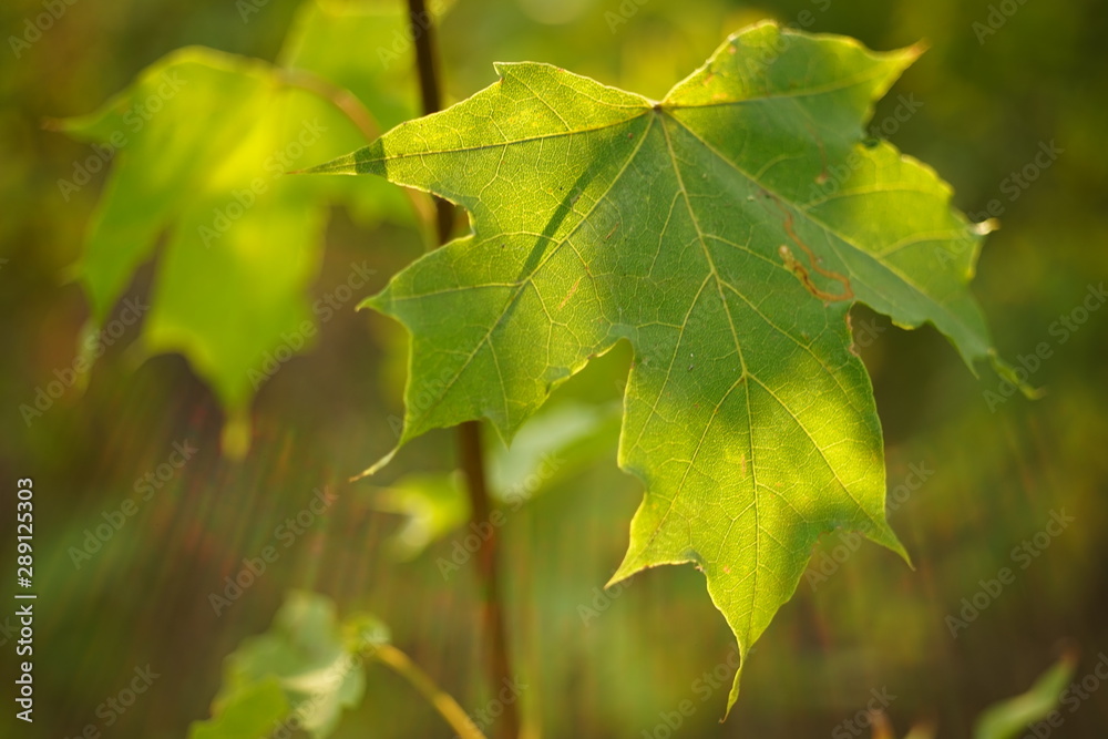 green maple leaves on branches in the forest, macro photo green maple leaves on branches in the forest, macro photo