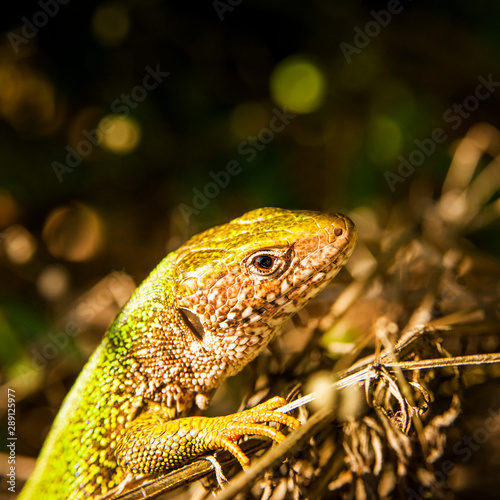 Emerald lizard sun bathing on undergrowth