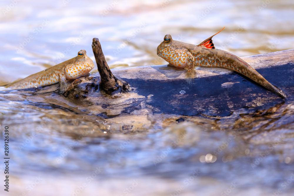 Mudskipper fishes standing on a branch