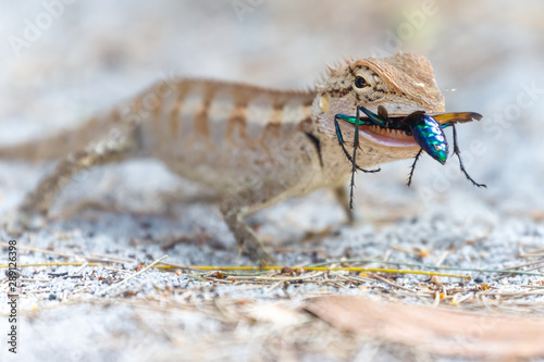 Lizard eating a colorful wasp photo