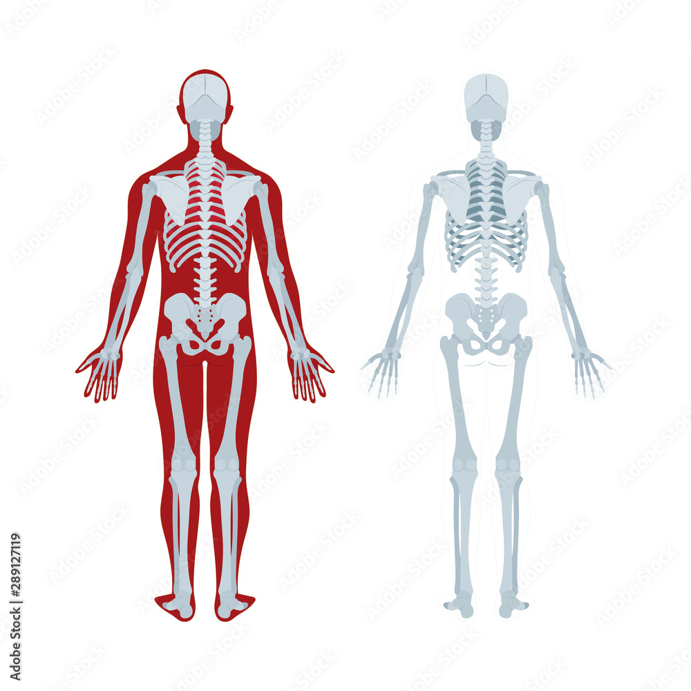 Skeleton. Human skeleton realistic vector illustration. Human skeleton back view. Bony system. Part of set.