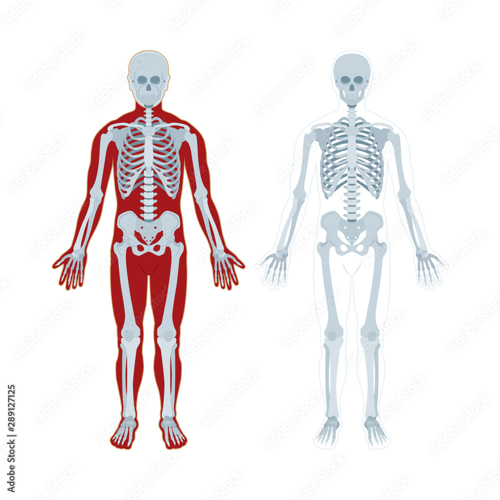 Skeleton. Human skeleton realistic vector illustration. Human skeleton front view. Bony system. Part of set.