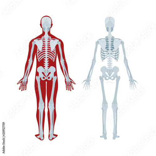 Skeleton. Human skeleton realistic vector illustration. Human skeleton back view. Bony system. Part of set.