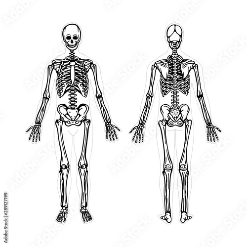 Skeleton. Human skeleton hand drawn vector illustration. Human skeleton front and back view. Bony system. Part of set.