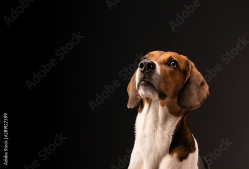 Portrait of a hunting dog made in the studio on a black background. Male Estonian hound, three years old. Close-up portrait. Copy space.