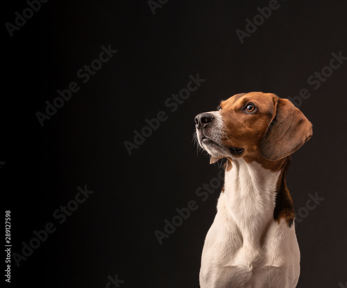 Portrait of a hunting dog made in the studio on a black background. Male Estonian hound, three years old. Close-up portrait. Copy space.