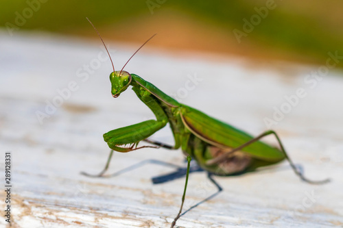 mantis. daylight. female. Shallow depth of field. macro shooting.