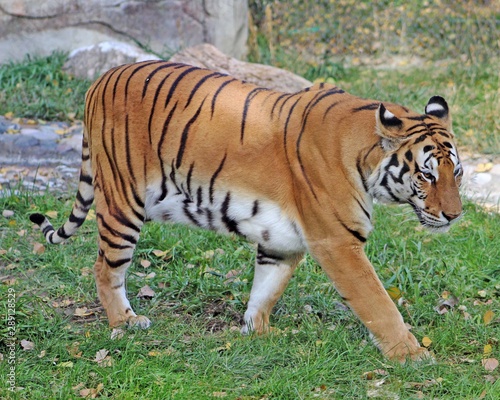 tiger in zoo