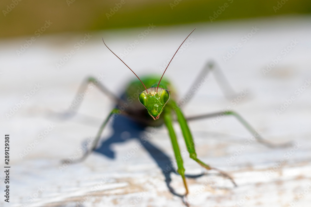 mantis. daylight. female. Shallow depth of field. macro shooting. mantis. daylight. female. Shallow depth of field. macro shooting.