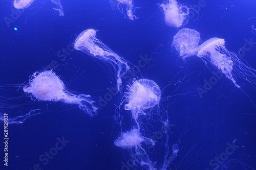 Jellyfish life