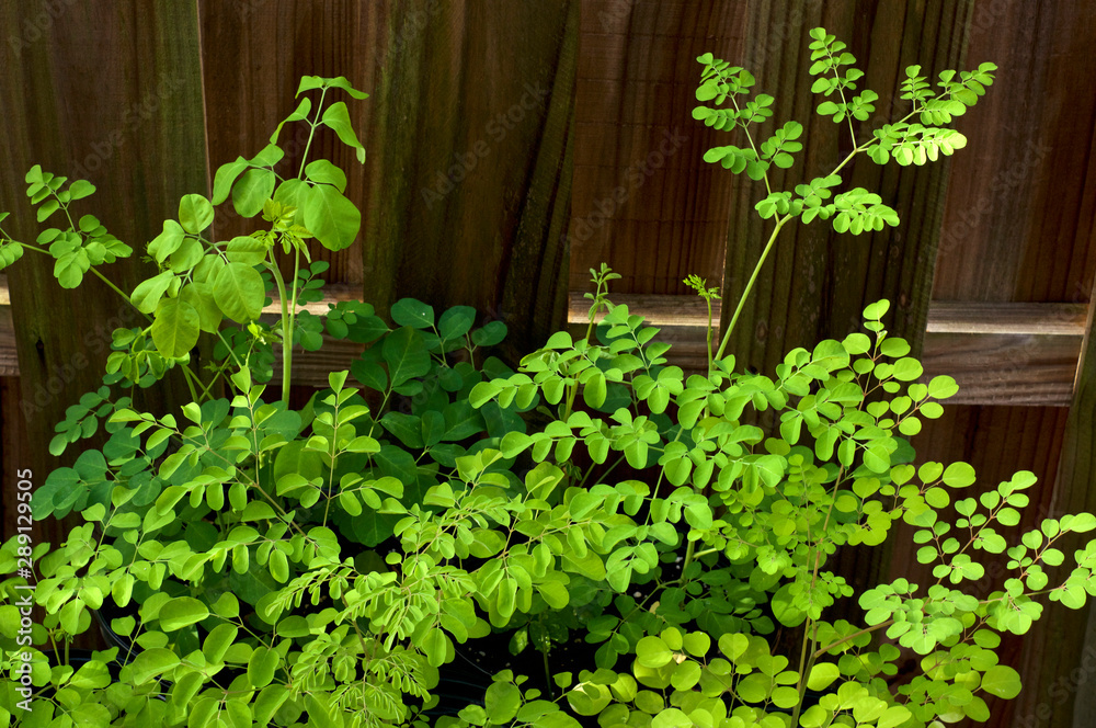 View of full and lush moringa treetops growing against wooden fence.