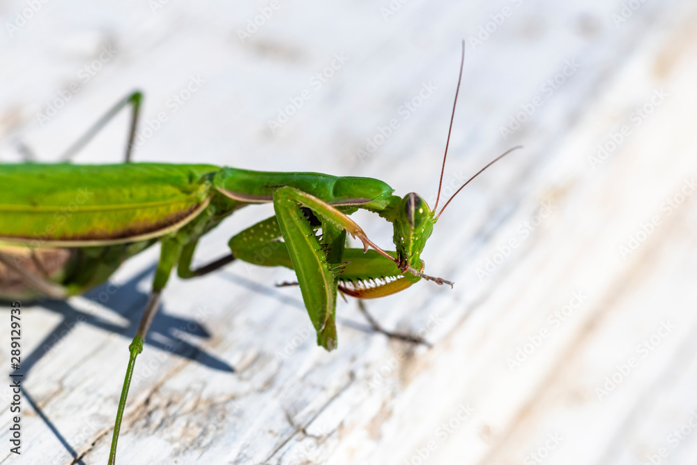 mantis. daylight. female. Shallow depth of field. macro shooting. mantis. daylight. female. Shallow depth of field. macro shooting.