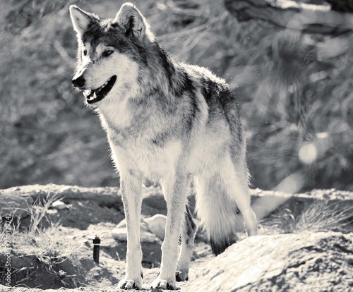 Wolf © Montana Mottly Photo