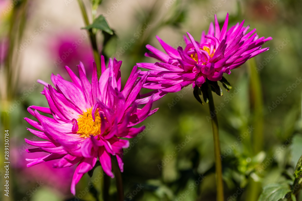 Dahlia flower called Dahlia Purple Gem, grown in a garden Dahlia flower called Dahlia Purple Gem, grown in a garden