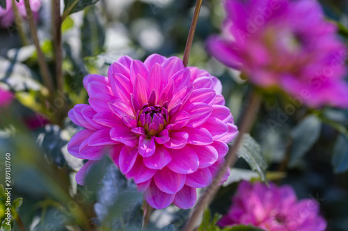 Dahlia flower called Dahlia Onesta, grown in a garden