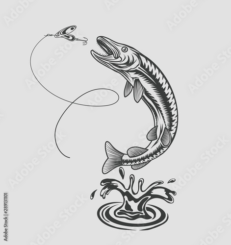 Pike jumps out of the water for spoon in the style of prints. Vector illustration