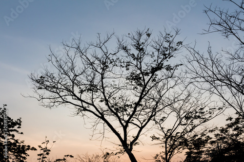 Drying tree with sunset time. © Napob
