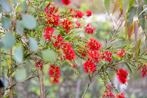 Crimson bottlebrush plant from Australia photo