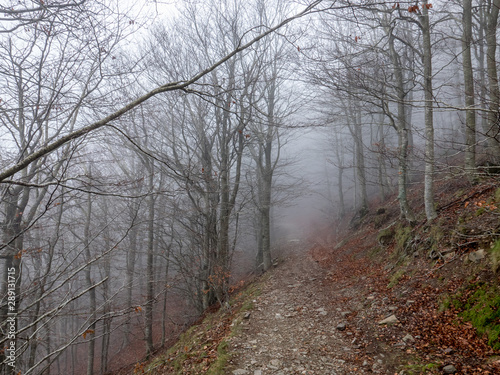 Autumn in the Montseny natural park (Catalonia, Spain)