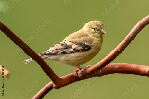 American Goldfinch on an Arbutus tree branch, Vancouver island, British Columbia, Canada photo