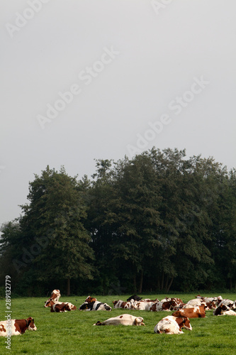 Cows in meadow. Farming. Netherlands cattle breeding