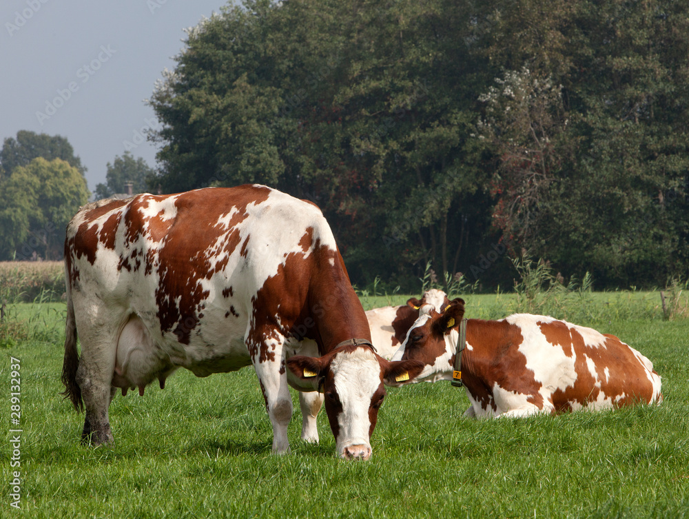 Cows in meadow. Farming. Netherlands cattle breeding