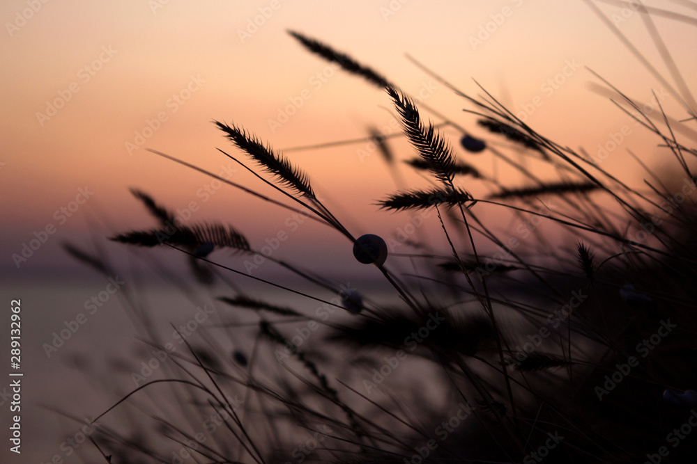 Obraz premium The contours of the spikelets of grass weeds at sunset, evening near the sea, beautiful sky. Background, nature