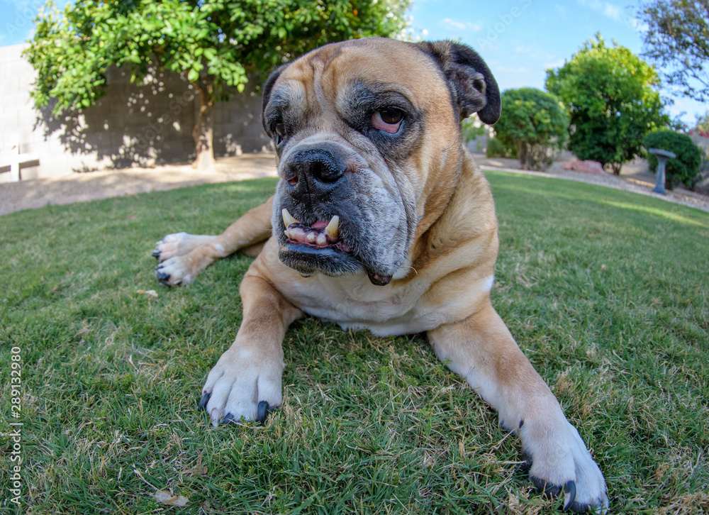 English bulldog on the grass with a fish eye lens English bulldog on the grass with a fish eye lens