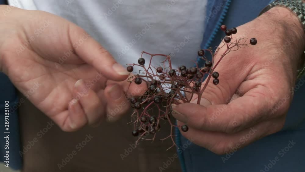 Handheld, close up shot of a hand holding an elderberry cluster. Handheld, close up shot of a hand holding an elderberry cluster.