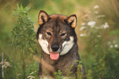 Beautiful Japanese dog breed shikoku sitting in the forest in fall photo