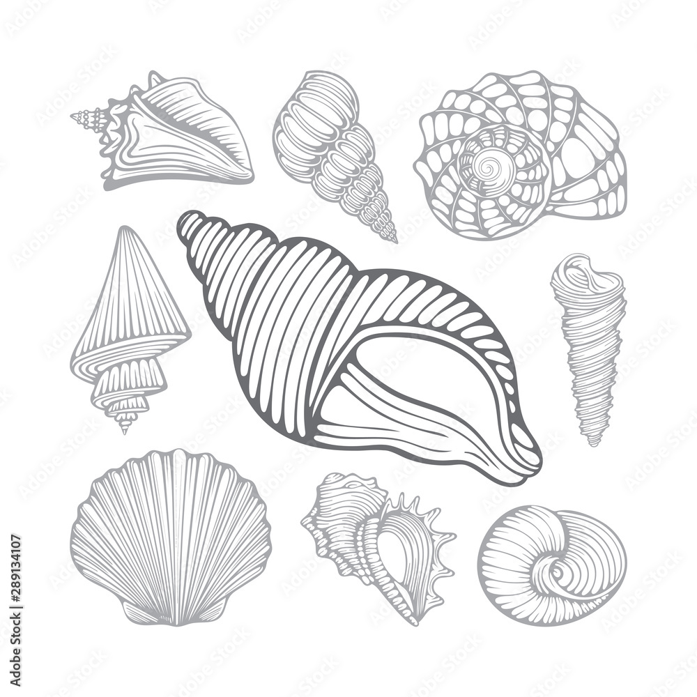 Fototapeta premium Seashells. Different sea shells hand drawn vector illustrations set. Part of set.