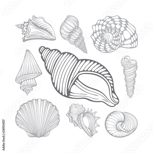 Seashells. Different sea shells hand drawn vector illustrations set. Part of set.