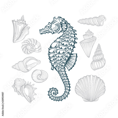 Seahorse and Seashells. Different sea shells hand drawn vector illustrations set. Part of set.