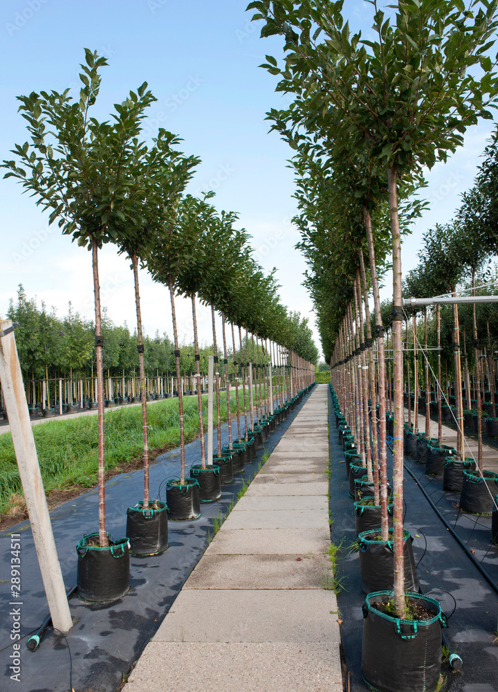 Horticulture. Tree nursery Netherlands Horticulture. Tree nursery Netherlands