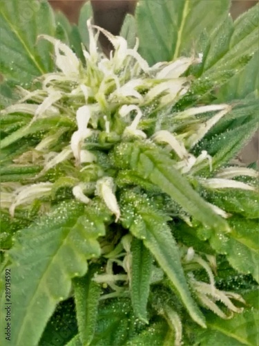 head of marijuana,young pistil on macro