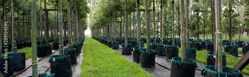 Horticulture. Tree nursery Netherlands