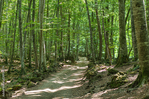 Beech grove landscape with a walkway path