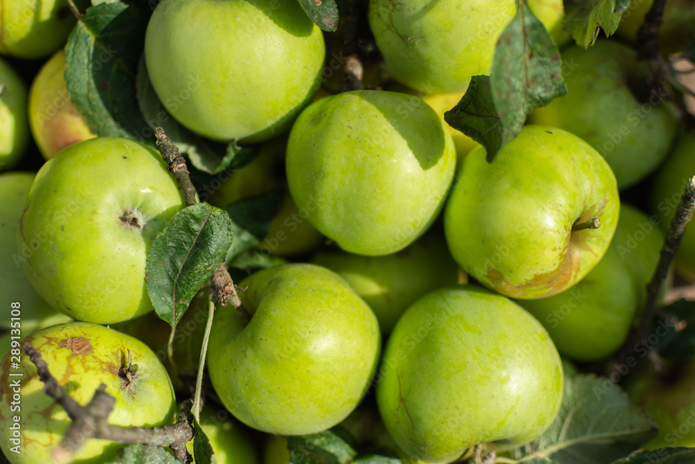 Autumn ripe organic green apples close-up, fruit background