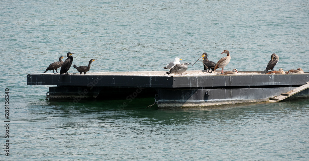 Birds meeting point on the Rhine