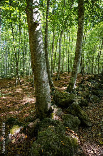 Green beech grove forest landscape in Catalonia on a deep forest scene