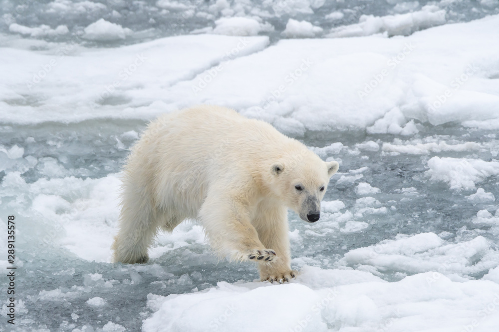 Polar bear (Ursus maritimus) making it's way across floating blocks of sea ice near Svalbard, Norway. Polar bear (Ursus maritimus) making it's way across floating blocks of sea ice near Svalbard, Norway.
