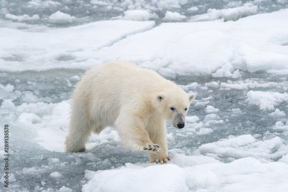 Polar bear (Ursus maritimus) making it's way across floating blocks of sea ice near Svalbard, Norway.