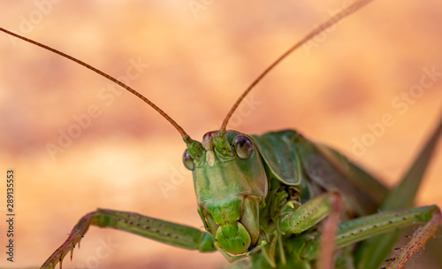 Portrait of garden locust close up